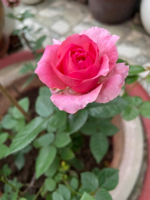 Bếp hình thức đẹp, kích thước vừa, nhiều chức năng tiện sử dụng. Tiki dons gói cẩn thận.giao hàng nhanh Ok. 5* Bếp hình thức đẹp, kích thước vừa, nhiều chức năng tiện sử dụng. Tiki dons gói cẩn thận.giao hàng nhanh Ok. 5*