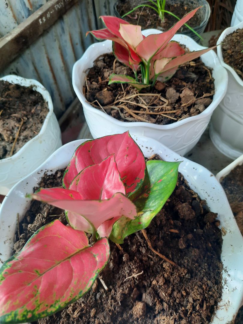 Shop giao hàng nhanh , nhưng khi đến trạm giao hàng, đã giam hàng lại nên trễ mất 3 ngày. Một trải nghiệm không hề dễ chịu tí nào .