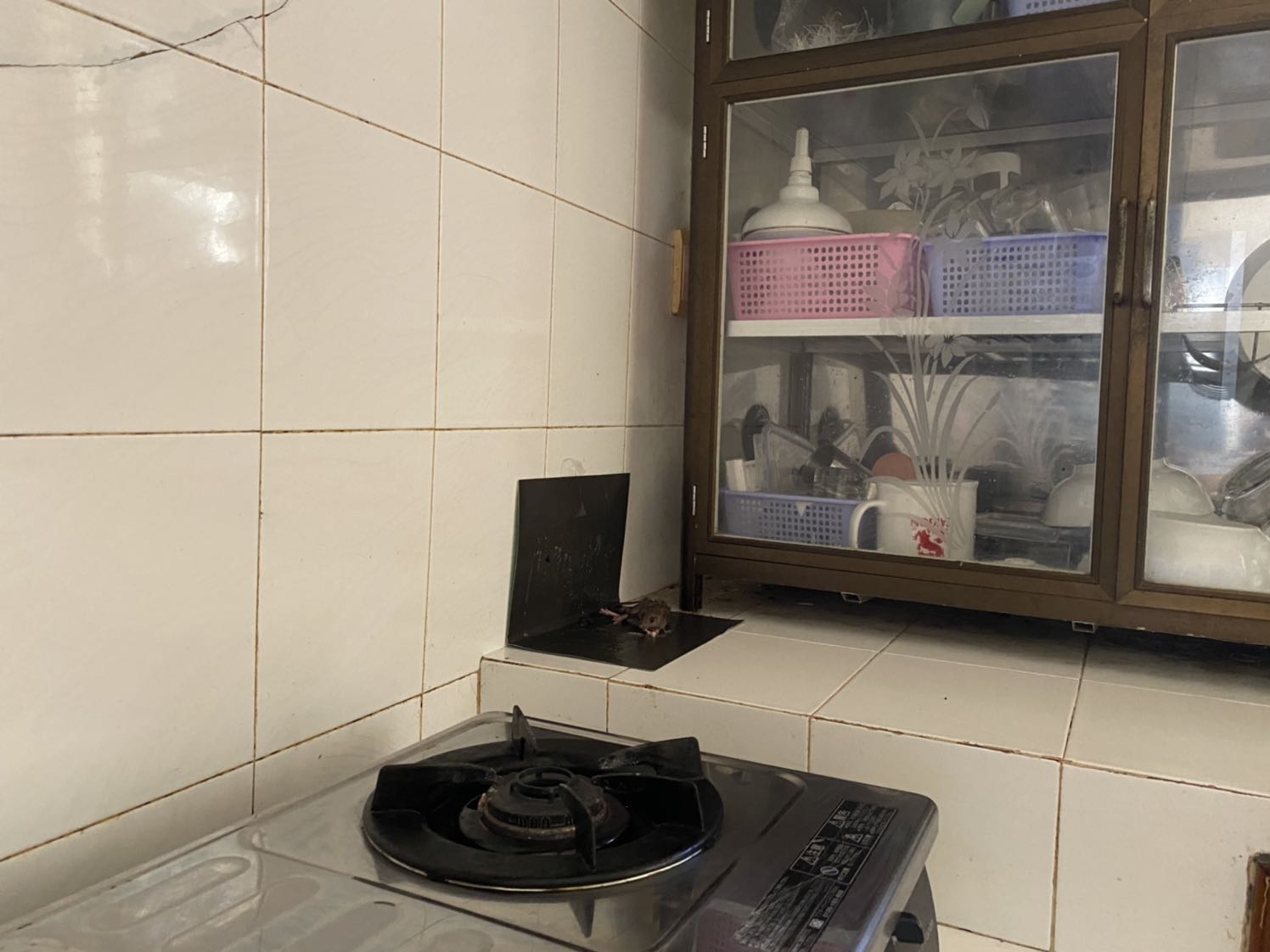 Keo dán tuyệt vời. Hôm trước dính được một con chuột nhỏ, ông xã gắp nó ra và giữ tấm bìa lại. Hôm sau lại dính được một con chuột to (trong hình chụp), thế là mình úp bìa xuống và vứt cả chuột cả bìa đi. Rất hài lòng