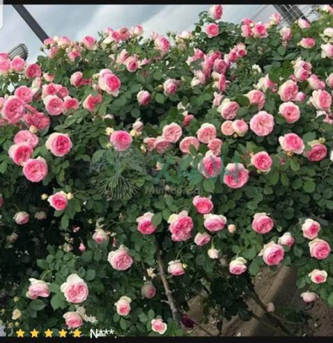 Sản phẩm ok. Cám ơn shop!