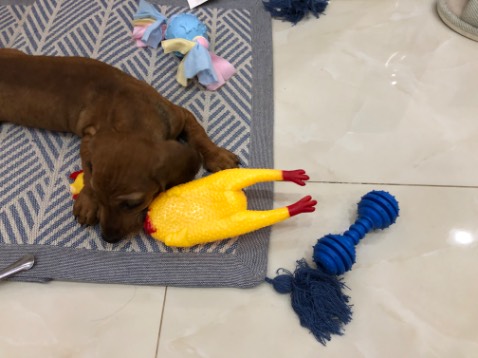 hàng y hình, bé cún mê lắm