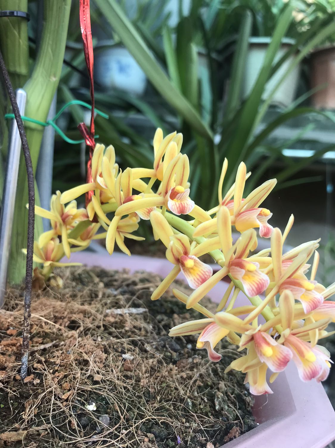 Sản phẩm chuẩn , có điều tiền ship kì cục . Mua combo 2 túi tính ra lại đắt hơn mua từng túi một . Nếu có khuyến mãi nữa thì còn đau hơn nữa . Như một cú *** ngoạn mục .