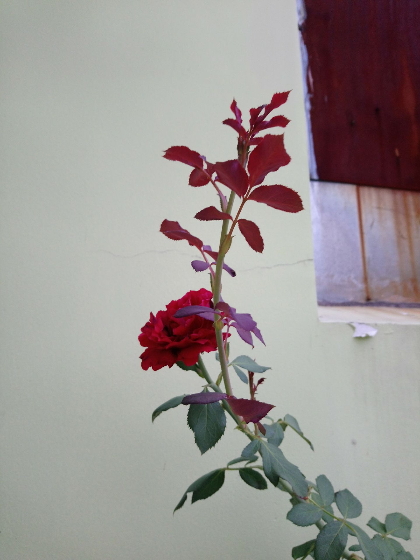 sản phẩm dùng lâu, chất lượng, quà tặng kèm như hình