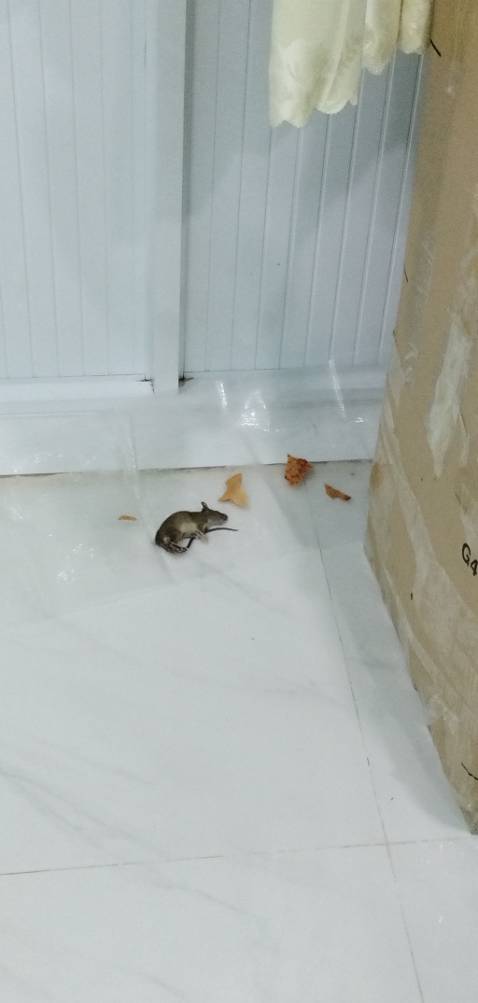 Kéo dán chuột sài rất oki. Nếu có dịp sẽ ủng hộ thêm cho shop. Nhưng không hi vọng sử dụng nó lần nào nữa