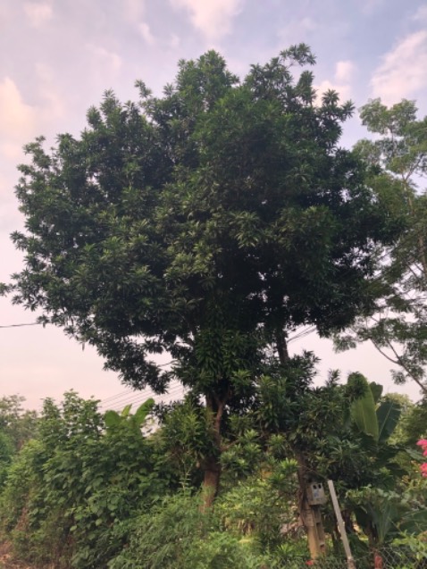 Ấn khay đĩa vào ổ hơi khó, nhìn chung ổn trong tầm giá