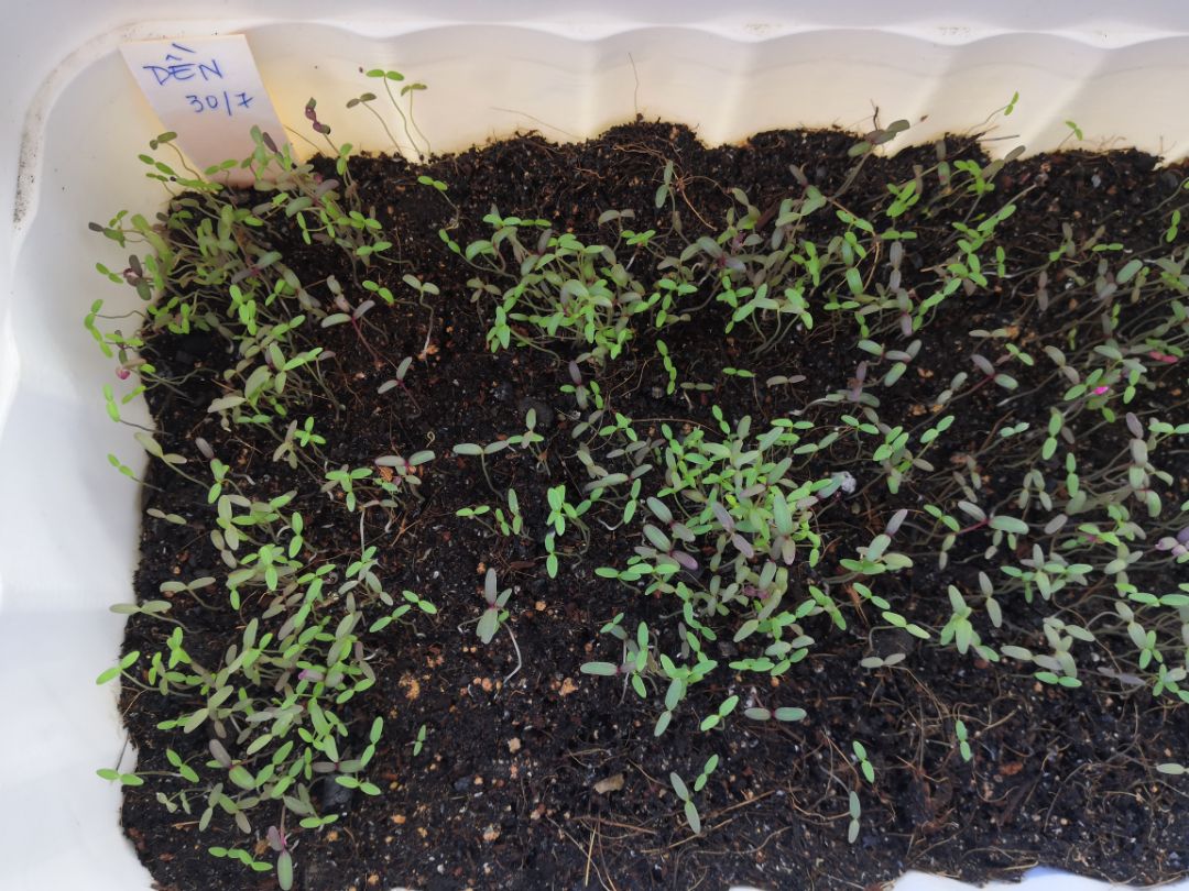 Chậu dày, tốt, màu hơi xám xám, nhưng rất xinh. Đóng gói và giao hàng lành lặn. mình đặt mua thêm 5 cái nữa vì lỡ gieo nhiều hạt quá. hehe