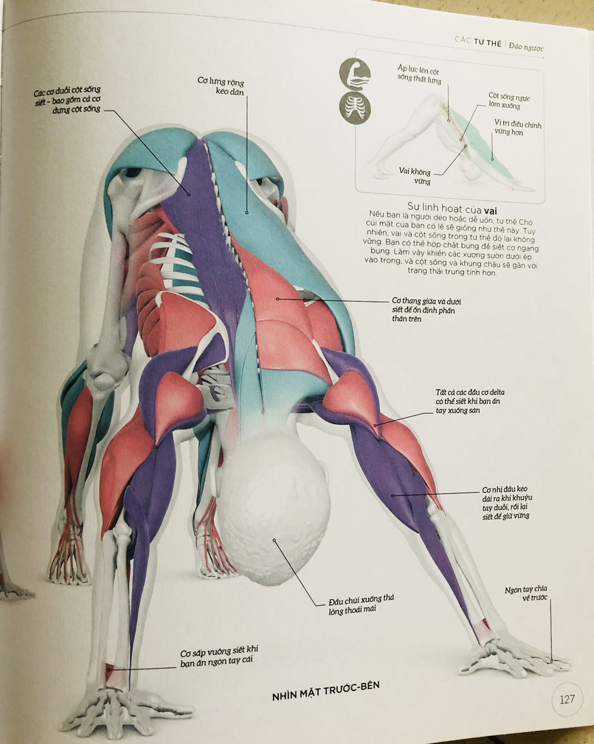 - Sách mô tả chi tiết các tư thế yoga. Mỗi tư thế sẽ có cơ nào căng, cơ nào siết. Tác động lên xương lên, cơ của mỗi thư thế như thế nào.  
- Ngoài ra còn có những trả lời thắc mắc khi chúng ta thực hành yoga. Những cảnh báo chúng ta cần lưu ý khi luyện tập.