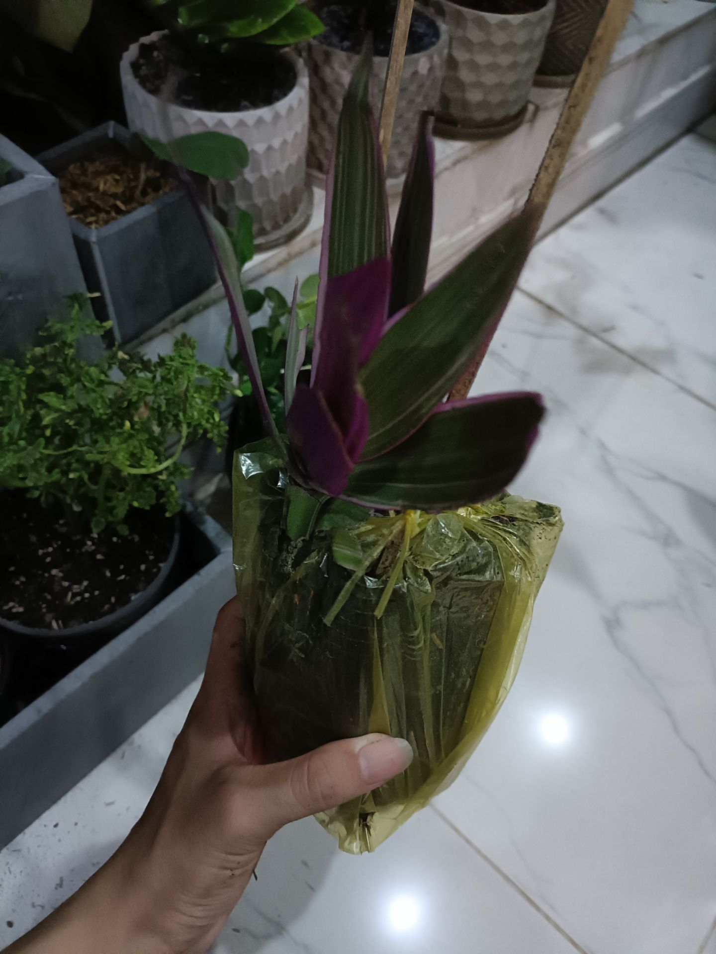 đóng gói rất ẩu tả, cây rách lá tả tơi, nhìn thấy tội cho cái cây