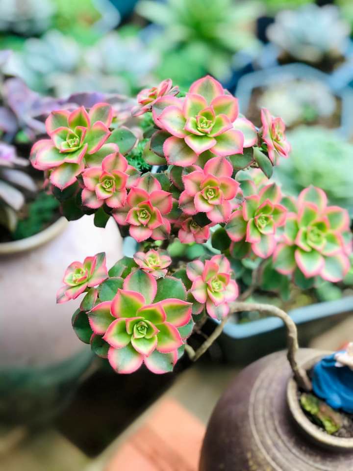 GHẾ XINH .GIÁ QUÁ TỐT.TƯ VẤN CỦA SHOP CŨNG HỖ TRỢ NHIỆT TÌNH GHẾ XINH .GIÁ QUÁ TỐT.TƯ VẤN CỦA SHOP CŨNG HỖ TRỢ NHIỆT TÌNH