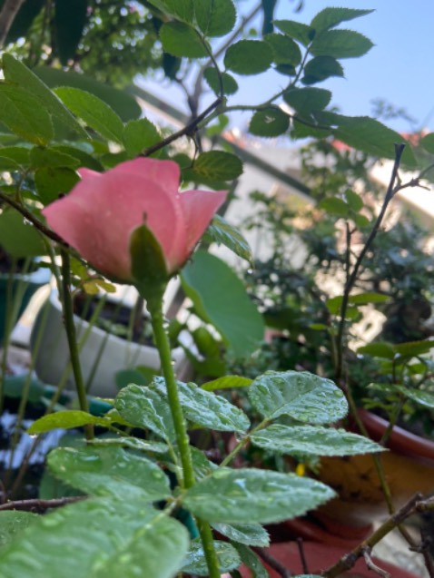 Chưa dùng nhưng khả năng là sẽ rất tốt. Bao bì có nhãn mác và cha mã quy giờ cốt là hàng chính hãng sản xuất từ nước ngoài. Tiki giao hàng nhanh đóng hàng đẹp kỹ ok sẽ tiếp tục ủng hộ