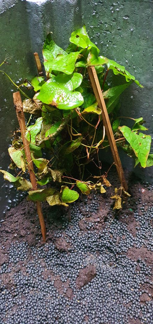 cây ok nhưng nhỏ quá khó trồng. Shop có cây nào lớn hơn không?