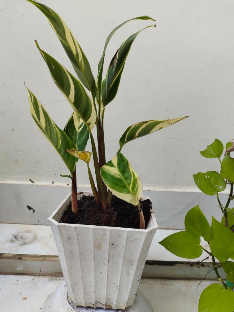 cây đẹp. đóng gói cẩn thận, có kèm phân bón. rất tuyệt