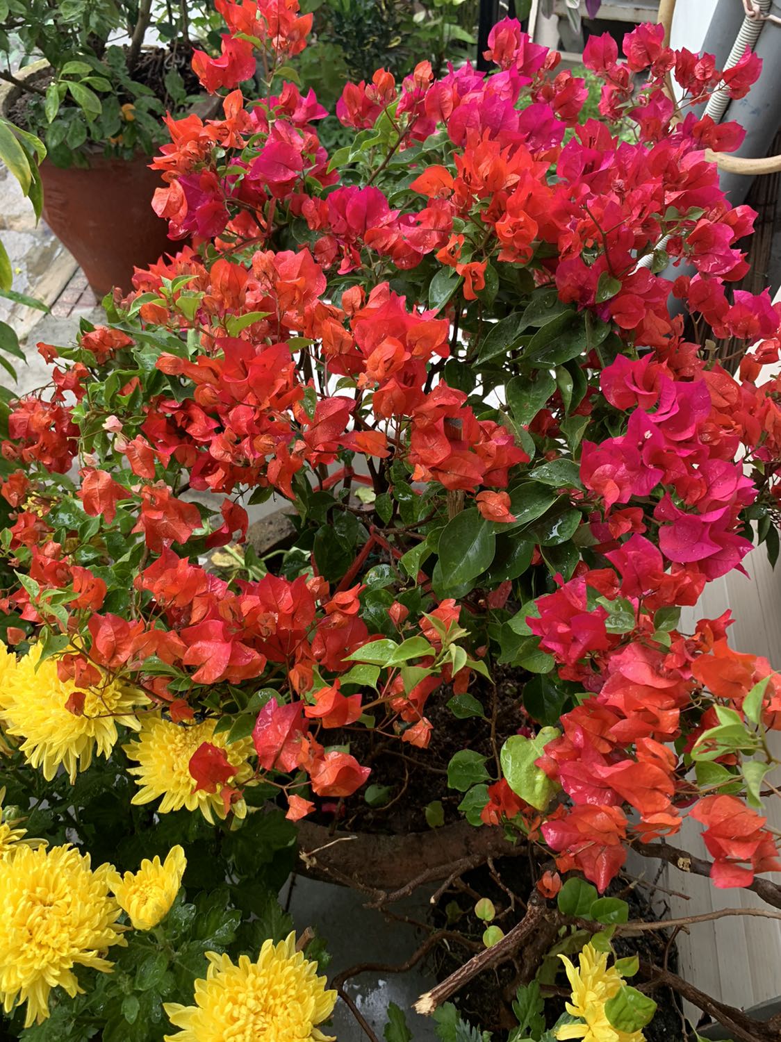 Nồi rất đẹp, có 2 lòng nồi mình rất thik , nhất là lòng nồi niêu . Nấu áp suất hầm măng rất tuyệt vời . Có điều đa chức năng nên phần bên trái áp chảo , thêm thức ăn nhiều công đoạn trong sách hướng dẫn chưa hiểu lắm , phải chi có video hướng dẫn thì tuyệt vời .