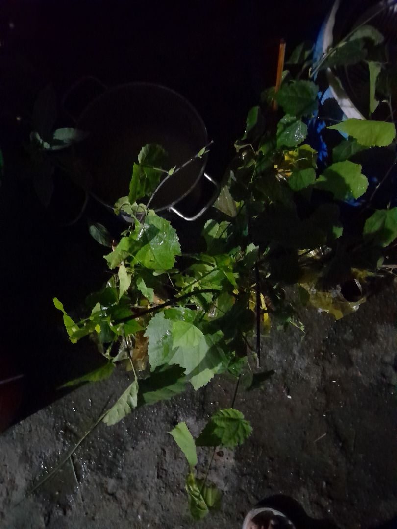 giá tốt  , giao hàng nhanh