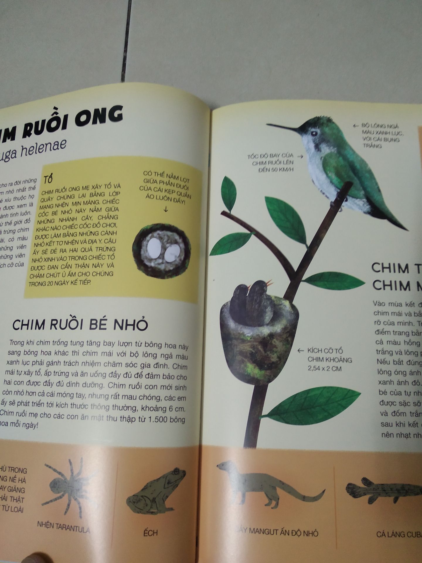 Sách khổ lớn, in màu