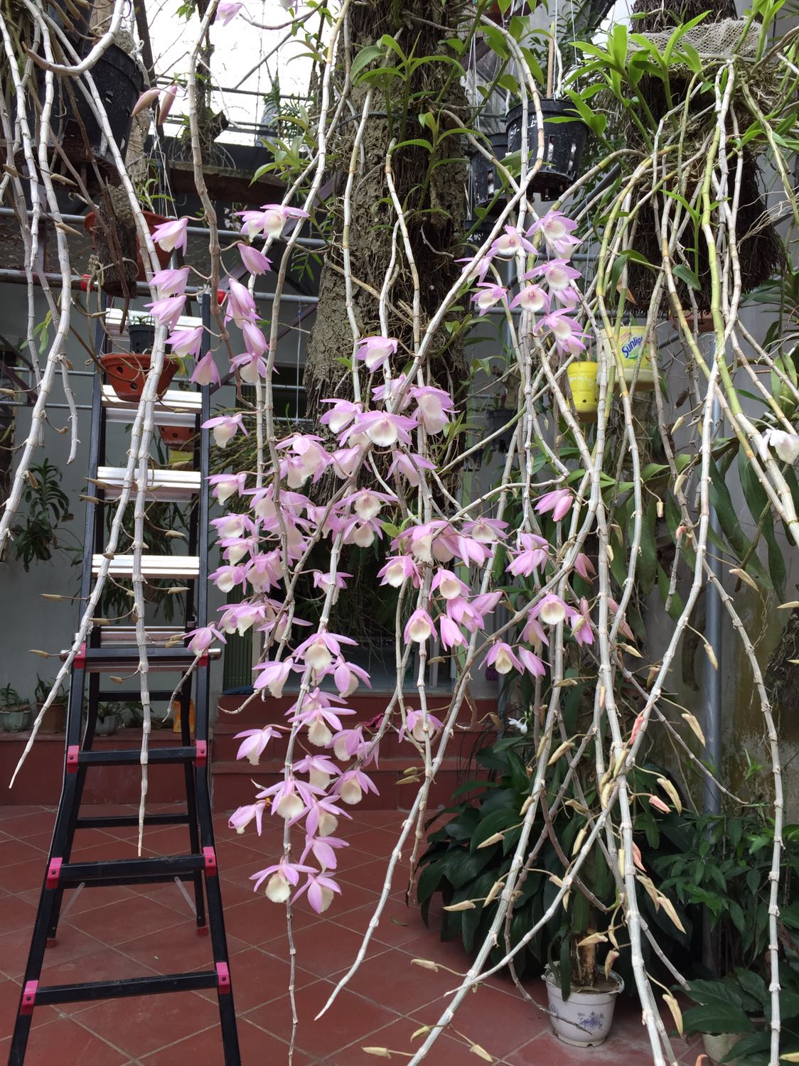 Sữa tốt, nên mua