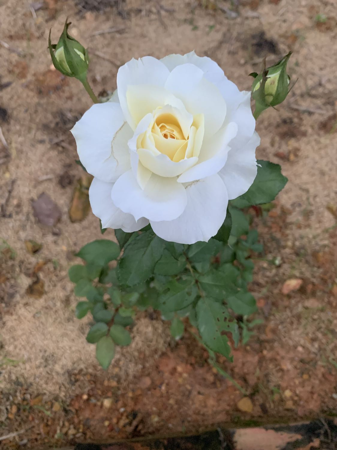 Vị gừng già thơm nồng rất thích, mình xài loại này 5 năm rồi