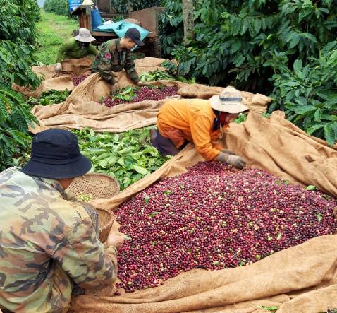 Sản phẩm được chọn lựa những quả cà phê chín mọng, chăm sóc hữu cơ, phát triển hướng thiên nhiên làm tăng chất lượng , hương và vị của.cà phê. Rất phù hợp cho những người sành cà phê và bảo vệ sức khỏe