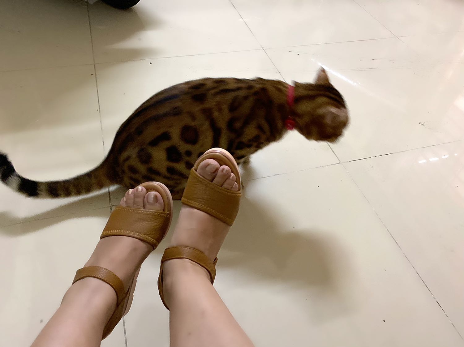 Giày đẹp, mang rất êm chân, quai dán xé rất tiện , cao vừa phải, khoảng 7 cm. Rất ưng ý! Giày đẹp, mang rất êm chân, quai dán xé rất tiện , cao vừa phải, khoảng 7 cm. Rất ưng ý!