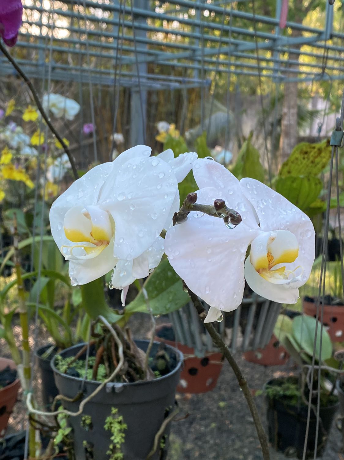 Sản phẩm oke, đẹp. Shop đóng gói cẩn thận, giao hàng nhanh.