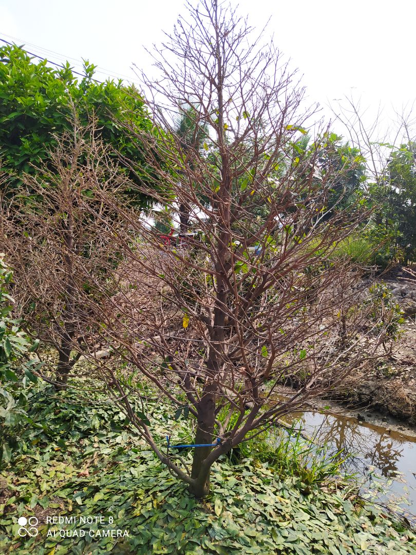 nho gọn dễ sử dụng