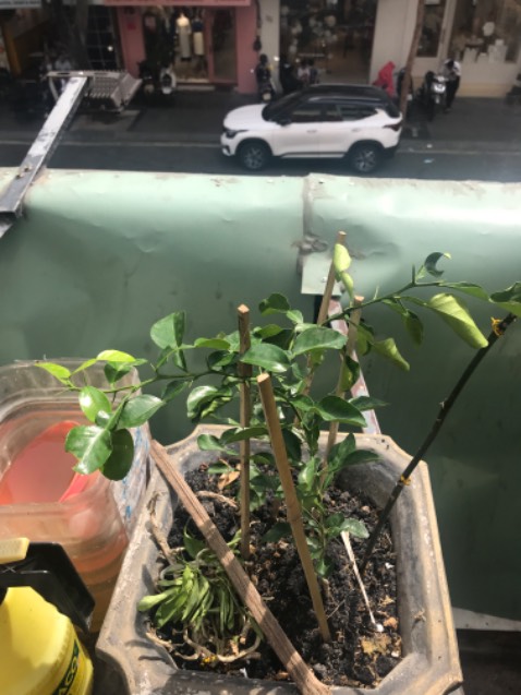 Cây nhan rất tươi giao hàng nhanh . Mua 2 cây có một cây nó buồn rồi hy vọng