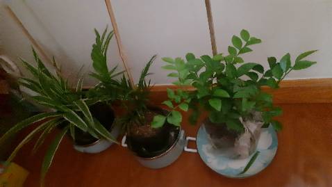 Cây đẹp, xinh, giao rất nhanh. Mình sẽ ủng hộ shop lâu dài 💚👍🏻