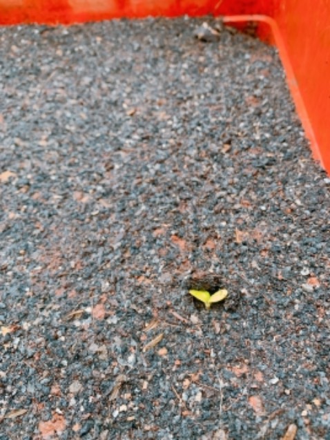 Hạt đã bắt đầu nảy mầm sau 4 ngày gieo. Ko đánh giá dc tỷ lệ nảy do gặp mưa lớn, gây ngập, úng nước.