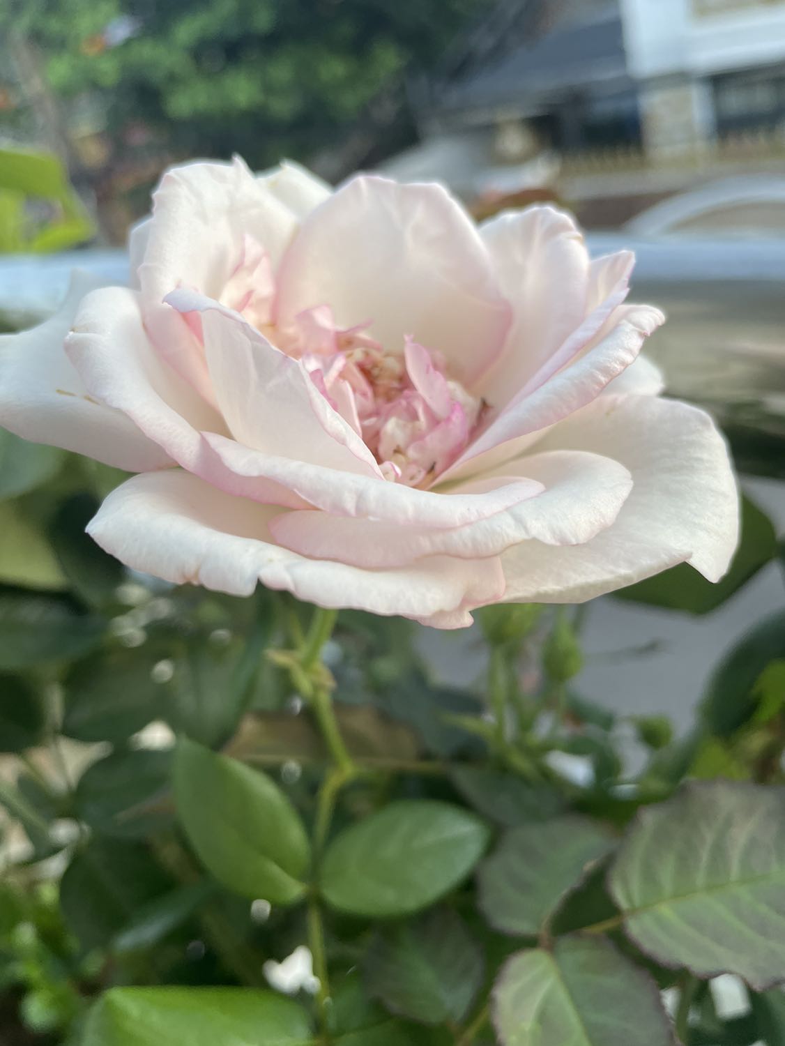 Tất hài lòng mùi thơm dịu nhang rất thẳng đẹp sẽ ủng hộ tiếp