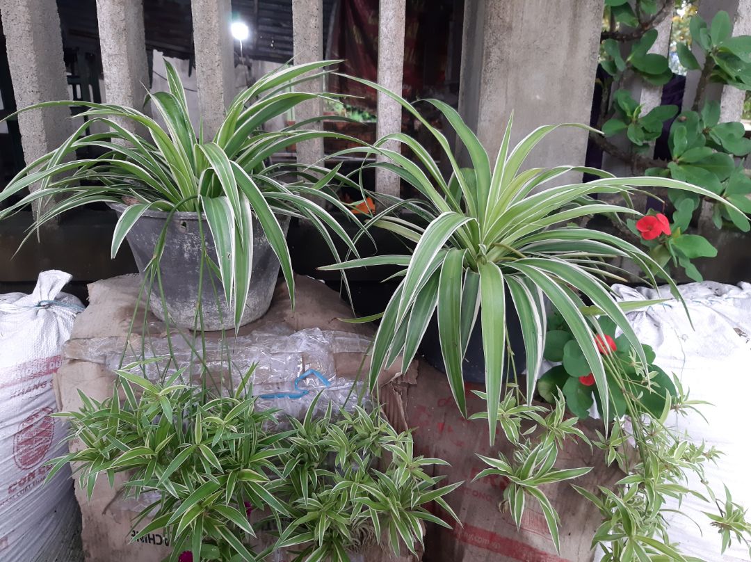 Thương Tín cho biết ông chỉ nhận được tổng cộng 130 triệu đồng chứ không phải 800 triệu đồng như lời Trịnh Kim Chi nói: “Thật sự ra chỉ có trăm mấy chục triệu thôi”.

Được biết, trên sóng livestream mới đây, Thương Tín tuyên bố sẽ mời công an vào cuộc để “sao kê” làm rõ các khoản tiền này. Thương Tín cho biết rất buồn vì cộng đồng mạng n:ém đá nặng nề vì nghĩ ông sử dụng tiền hoang phí.

(Bí Mật Showbiz)