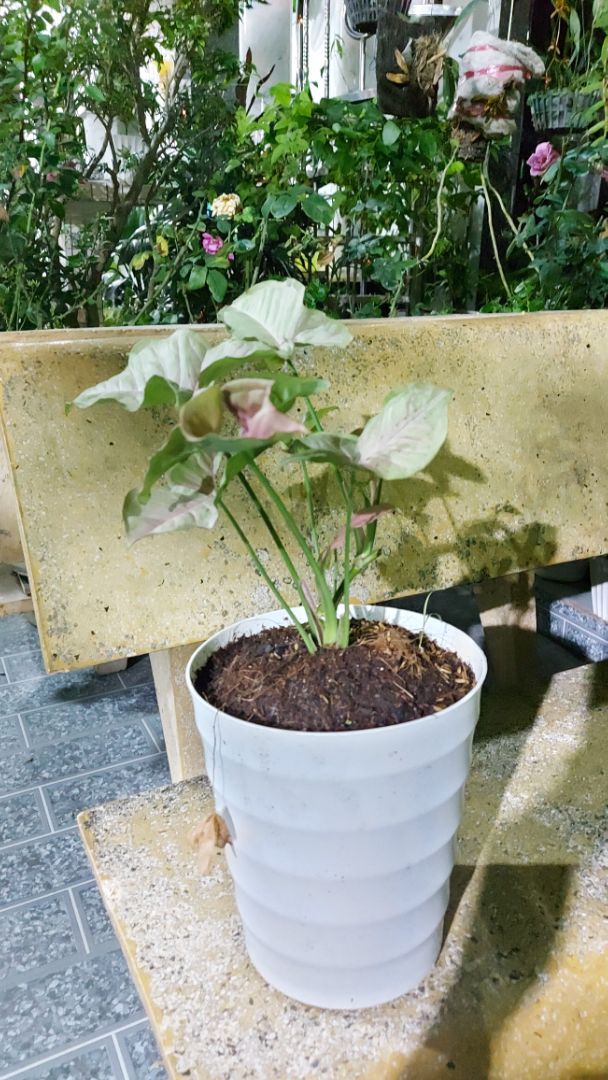 Nhận cây có vài lá bị héo. Nhưng trồng vài ngày thấy cây tươi . Cũng thích. Màu lá không hồng như hình.