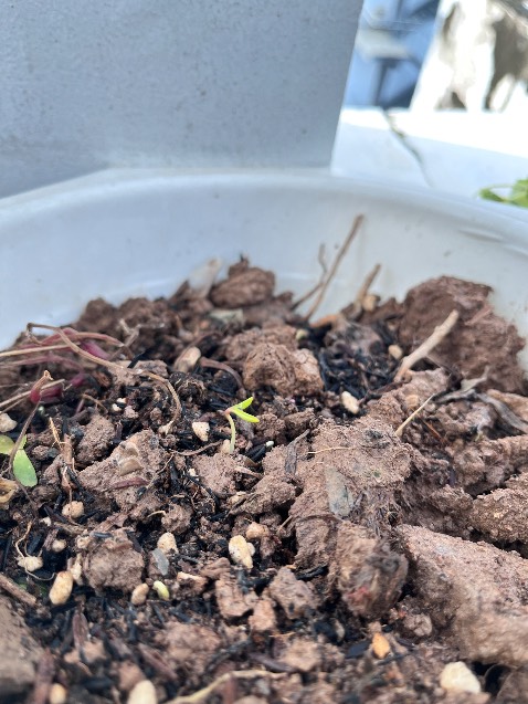 Mình mới nhận hạt hôm chiều hôm kia, hôm qua mưa quá trời. Sáng nay ngủ dậy thì các em đã nảy mầm rồi.