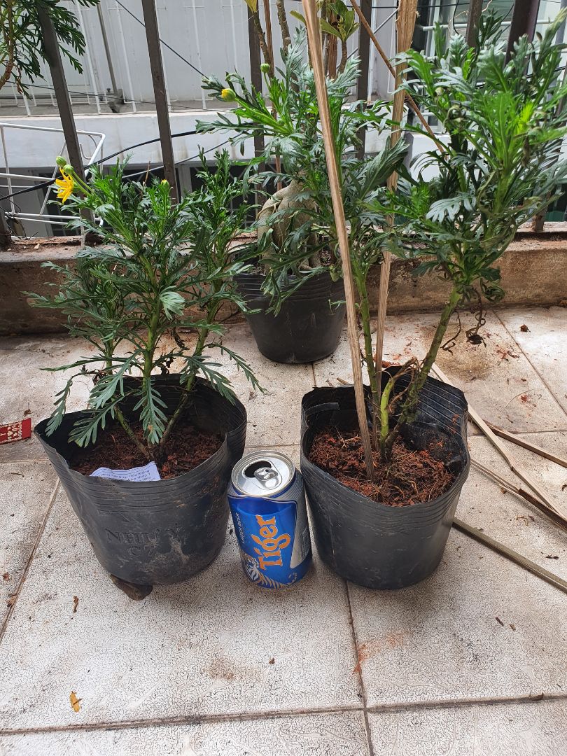 giao hàng nhanh, cây tươi, giá hợp lí