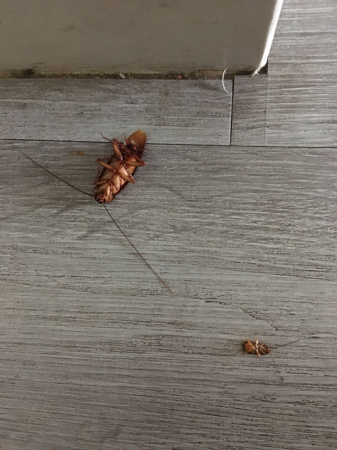 Không tin đc luôn, nhận hàng lúc chiều. Tối pha vào bình xịt thử. Chỉ xịt góc nhà thôi mà sáng ra hơn chục e gián lăn ra chết, còn e kiến thì mình nghĩ chắc chết cả tổ luôn rồi quá. Mình pha khá đặc vì nghĩ thuốc cũng nhẹ. *** thật. 50ml pha dc cho 5 lit lận.
Bình xịt bình thường phải nhìn tận mặt mấy e này mà xịt. Còn cái loại này chả cần. Xịt vào góc nào đo, mấy e đi qua tự chết. @@.
Mình  đọc comment thấy bảo mua của nhà này, nên chọn mua. Các nhà bán khác mình ko rõ sản phẩn có chất vậy ko thì ko biết nha.