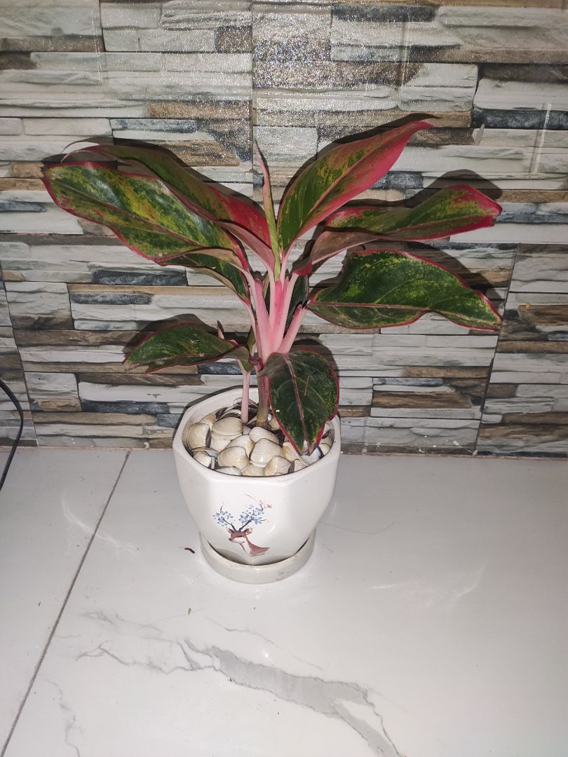 hàng tốt, đóng gói cẩn thận, cây dễ trồng. lần sau sẽ mua ủng hộ tiếp