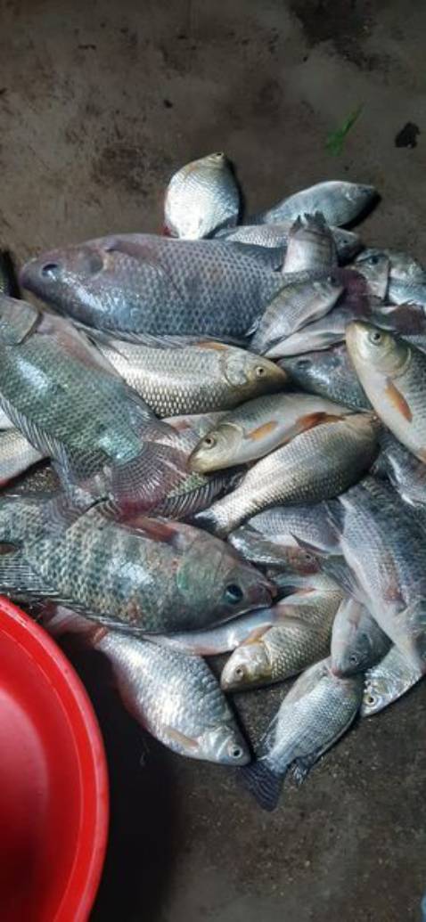 Sản phẩm đúng hình chất lượng vừa giá tiền mà thấy ko chắc chắn:)