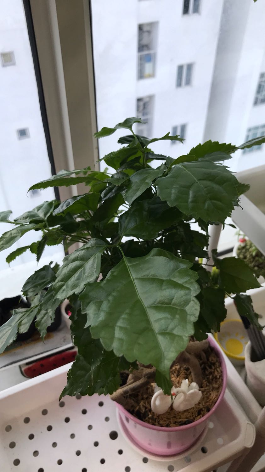 Cây đẹp lắm nha. Giao hàng tầm 1 tuần do dịch, chậu nhựa nên bị vỡ nhưng cây vẫn xanh tốt.