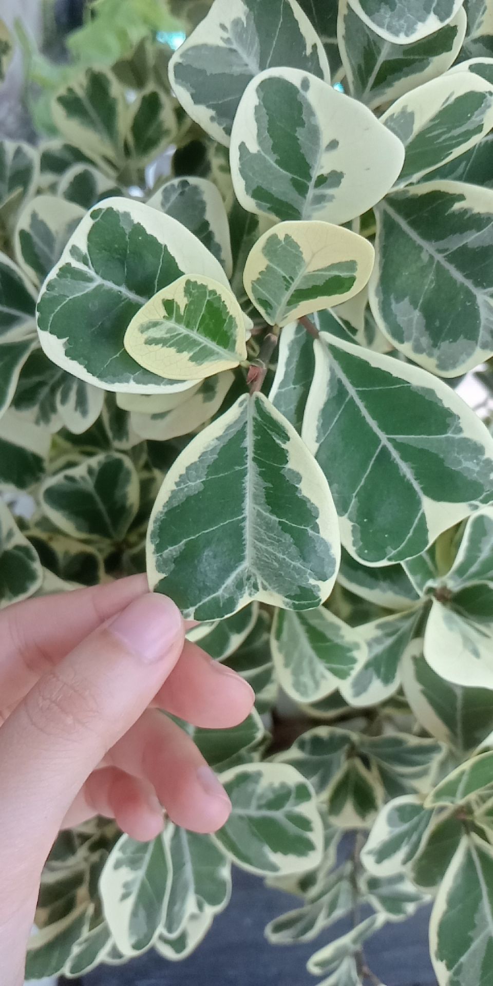 mua cho giúp dì nên chưa biết sp thế nào, nhưng dòng máy này nhà mình có sài qua thì rất ok, giá cũng rẻ