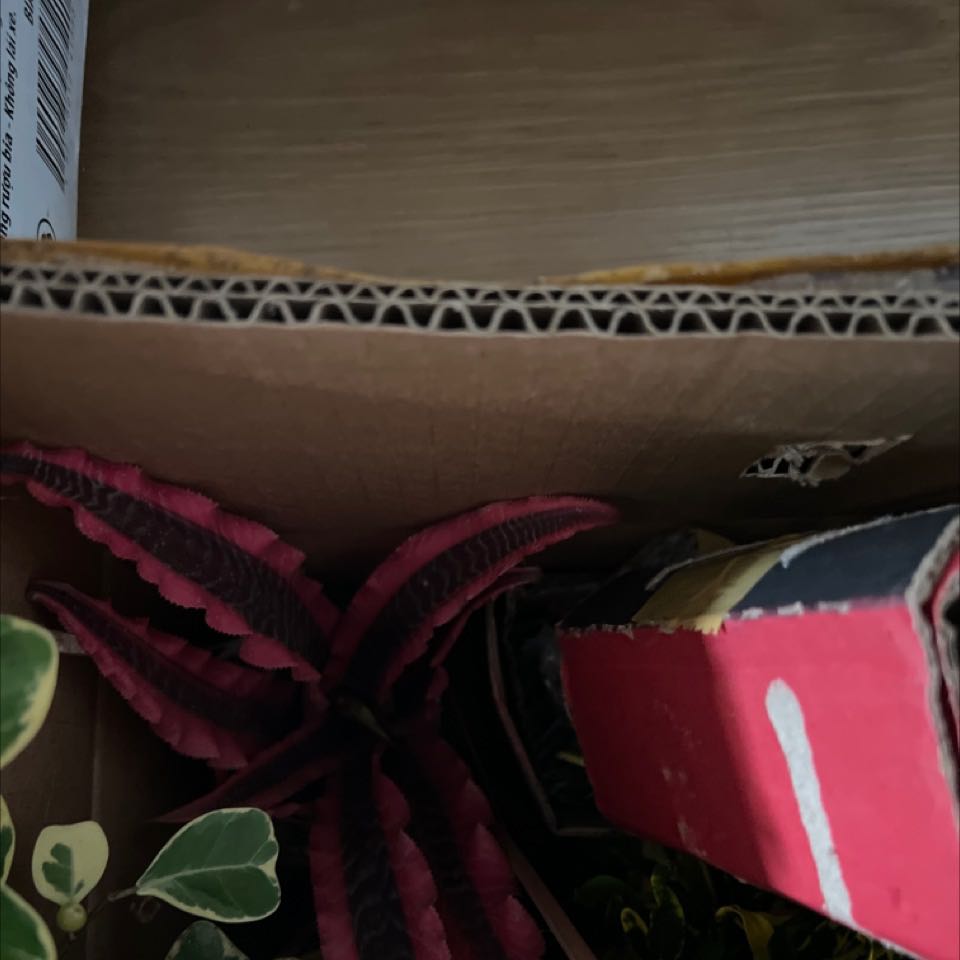 Vừa Ý lắm mong là cây sẽ sống và tôi tin nó sẽ sống bởi về cách đóng gói có tâm của shop