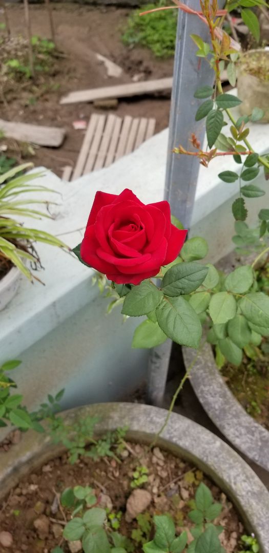 Nhìn bé tí haha. Đúng là đồ mini😄😄 không biết chất lượng thế náo.chất lượng kém sản phẩm bị han gỉ