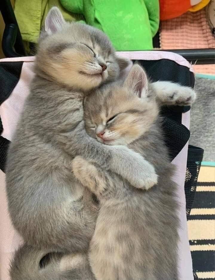 ảnh mang tính chất nhận xu, nhưng sản phẩm
thì ưng lắm, có thư cảm
ơn, có vít vặn ốc, hộp đóng gói kỹ càng, nhìn ưng cái bụng lắm. chắc chăn sẽ ủng hộ shop tiếp:)