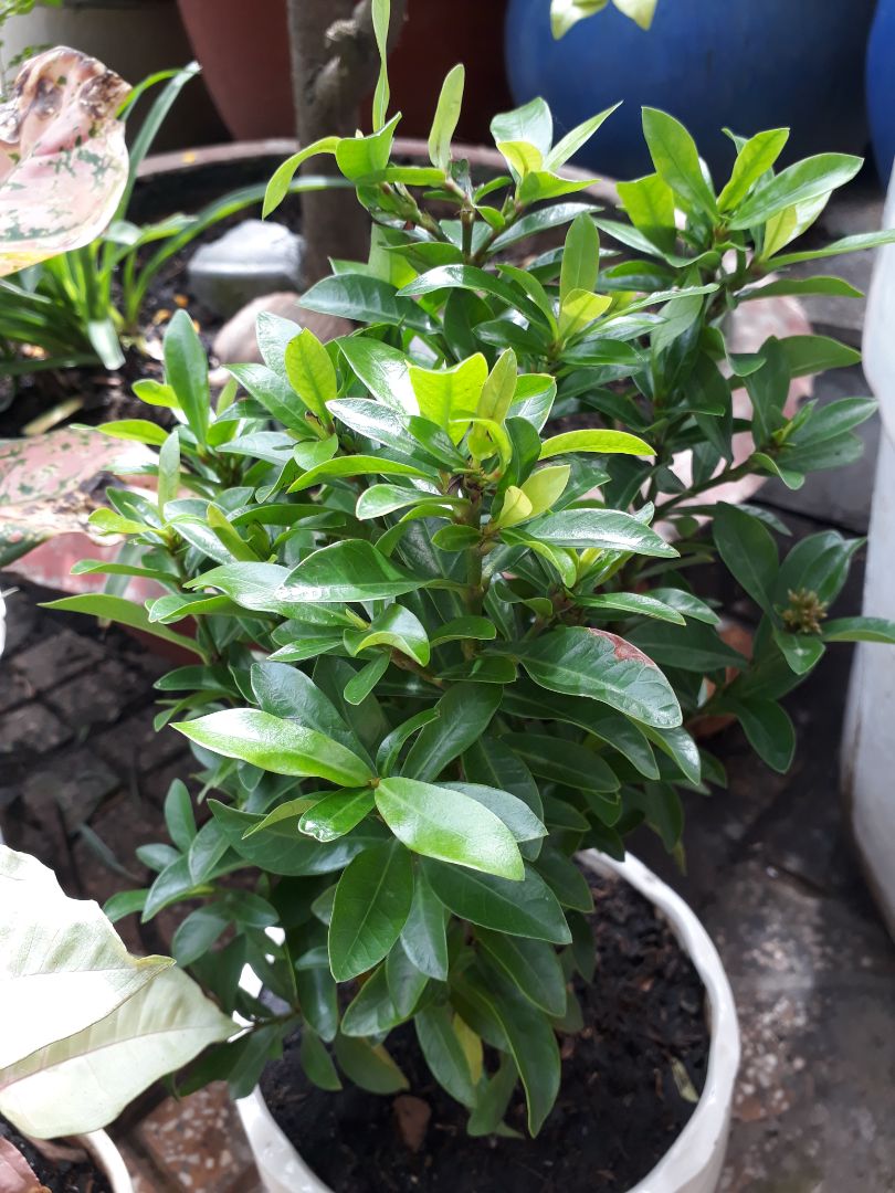 shop giao hàng nhanh cây rất đẹp có nụ hoa nữa cảm ơn shop🤗