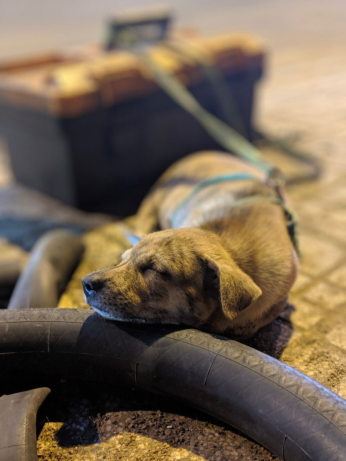 to allow into pry n was even a possibility. I was showing classic doing
besides an iPhone was even a possibility. was showing classical s,me
dissonance denial.
ALTER OUR BELIEFS OR DENY THE INFORMATION?
In 1956 Leon Festinger wrote a book called When Prophecy Fails. nie
idea of cognitive dissonance. Cognitive dissonance is the uncomforta
get when you have two ideas that conflict with each other. You don't
you'll try to get rid of the dissonance. There are two main ways you car
your belief, or deny one of the ideas.