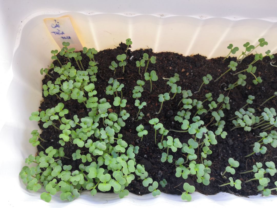 Chậu dày, tốt, màu hơi xám xám, nhưng rất xinh. Đóng gói và giao hàng lành lặn. mình đặt mua thêm 5 cái nữa vì lỡ gieo nhiều hạt quá. hehe