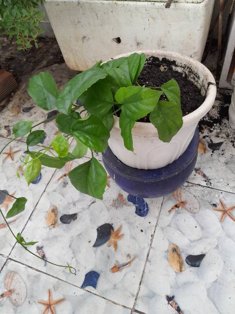 Cây đẹp dáng đẹp .thân cây lá rể đều tốt xanh shop rất nhiệt tình .nói chung là ti tưởng.