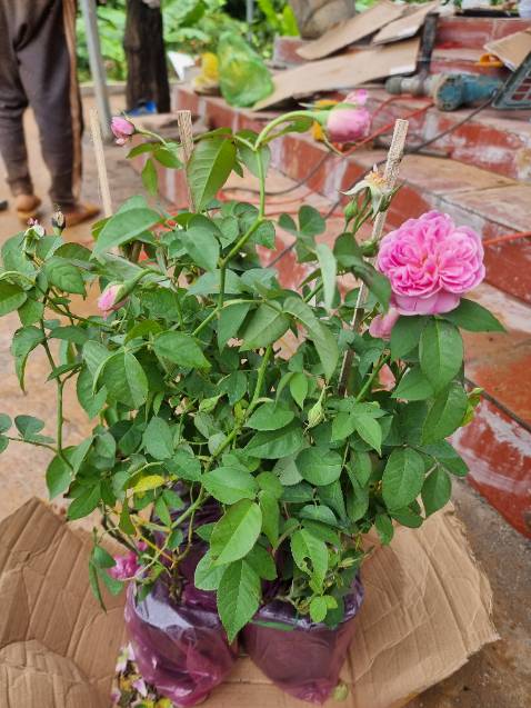 Giao đúng cây nha mọi người, đóng gói cẩn thận. Nên ủng hộ shop này