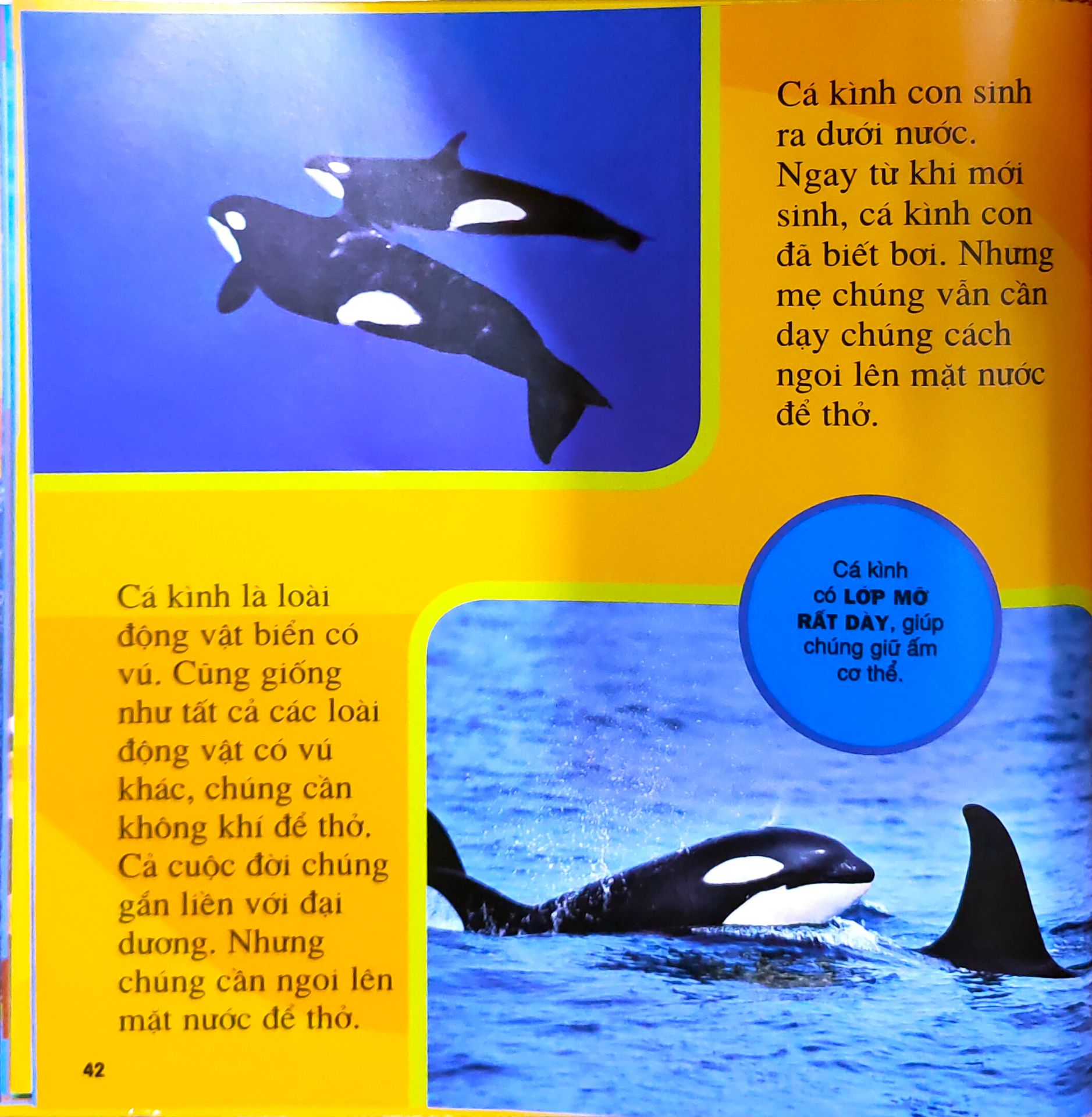 Hình ảnh thật tế sống động, chữ to rõ, trình bày bắt mắt. Thông tin hữu ích. Cách Hành văn đơn giản, dễ hiểu giúp các bé dễ tiếp thu. Rất hài lòng.