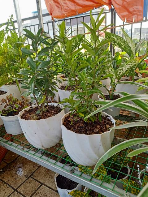 ĐÃ NHẬN ĐƯỢC HÀNG RỒI HÀNG Y MẪU ĐẸP OK SẼ MUA NỮA KHI CẦN