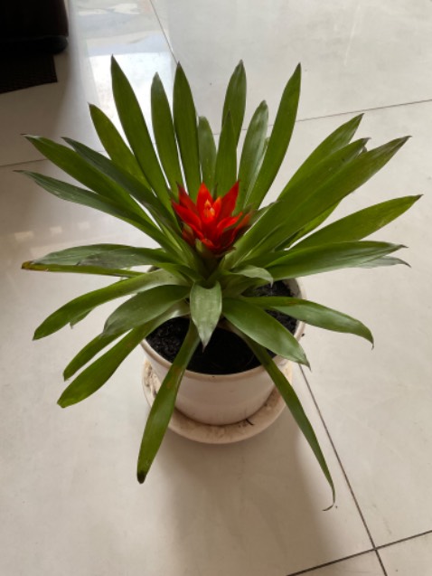 Tốt ,như hình. Và video quảng cáo