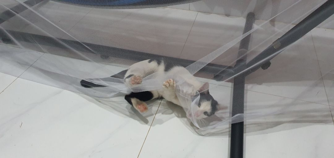Hơi bé hơn cái võng nhà mình nhưng mà tiện và con mèo của mình rất thích Hơi bé hơn cái võng nhà mình nhưng mà tiện và con mèo của mình rất thích